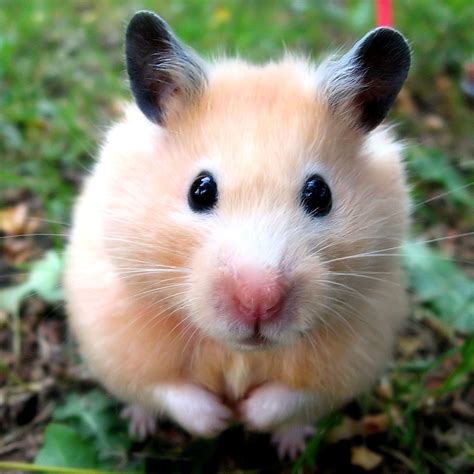 cute hamster pictures